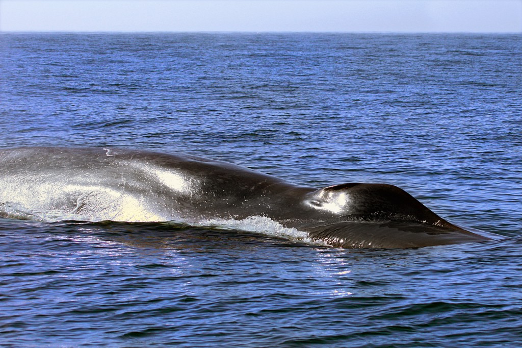 Blue whale at surface