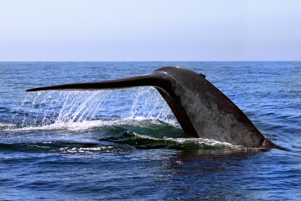 Blue whale lifting fluke