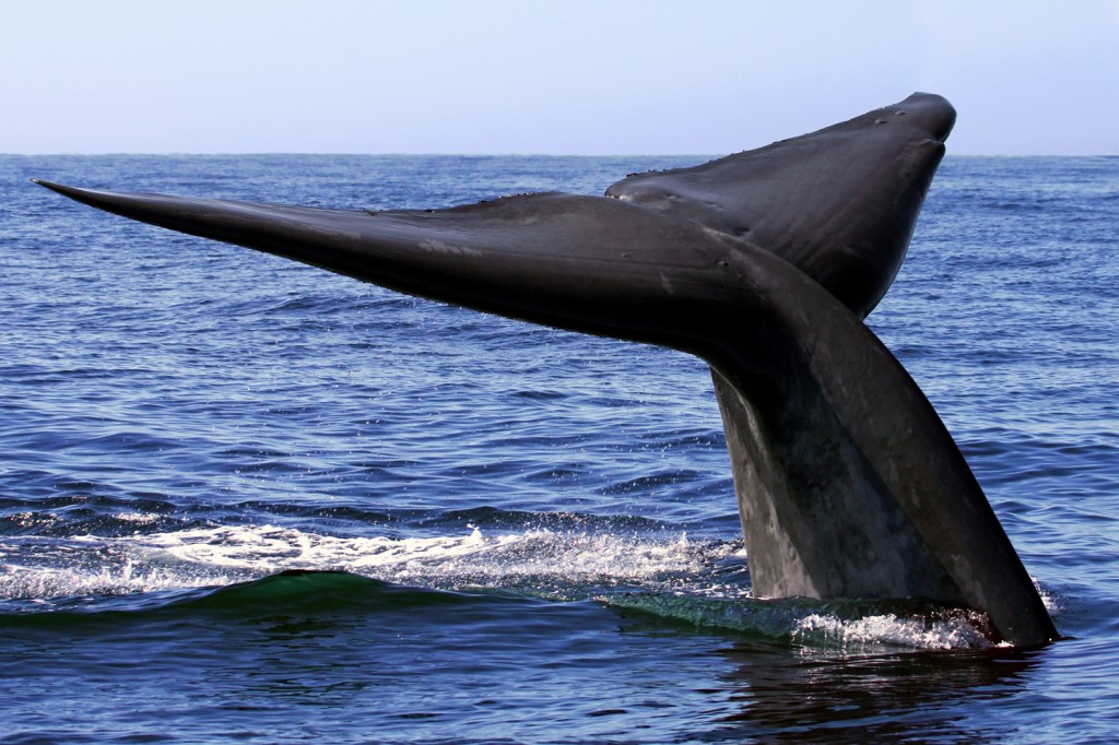 Blue whale diving